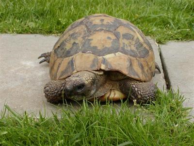 Fred the tortoise