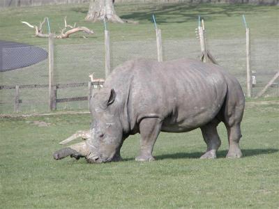 Rhino at Longleat