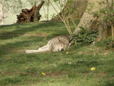 Wolf at Longleat