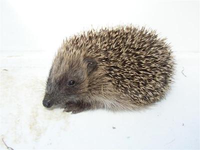 Baby hedgehog