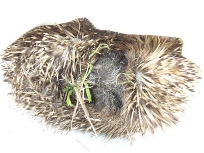 Baby Hedgehog asleep