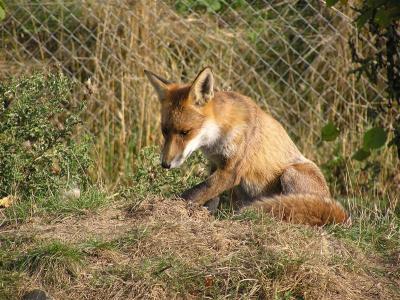 Fox at the British Wildlife Centre