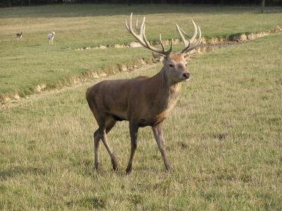 Stag at Longleat