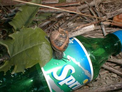 Snail on Sprite bottle
