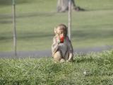 Baby monkey at Longleat