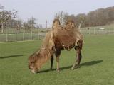 Camel at Longlet
