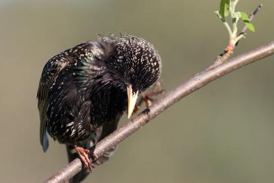 Starling Preening