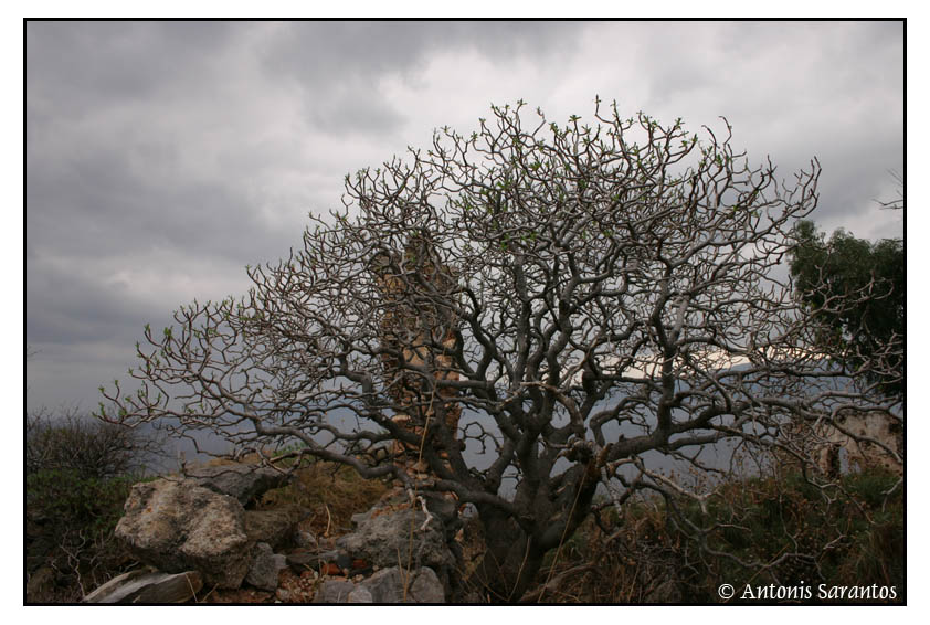 Monemvasia Peloponisos