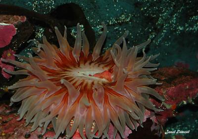 Sea anemoneJanuary 30
