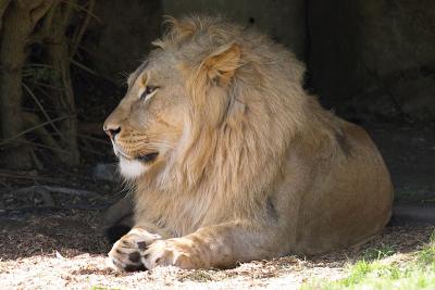 San Francisco Zoo