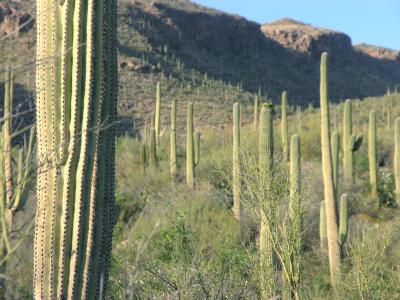 Sabino Canyon