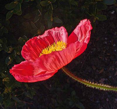 poppy1DSC01556.jpg