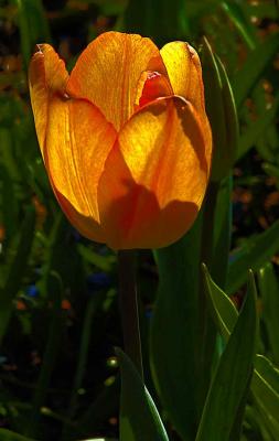 orangetulipDSC01537.jpg