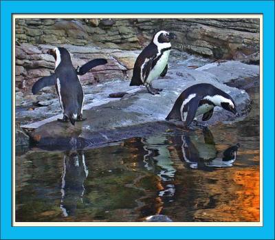 penguins3.jpg