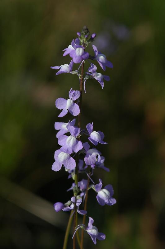 Common blue toadflax 2483