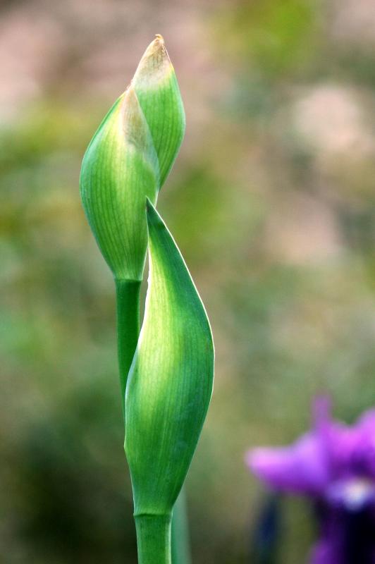 Iris buds 2257