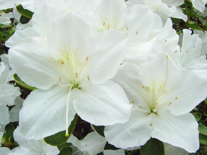 White azalea 133F