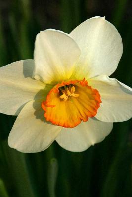 u17/bearpaw/medium/42381003.daffodil.jpg