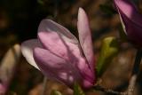 Magnolia Blossom