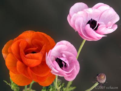 Ranuculus in Bloom #2