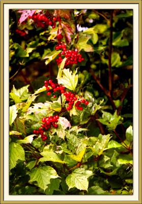 WildViburnum