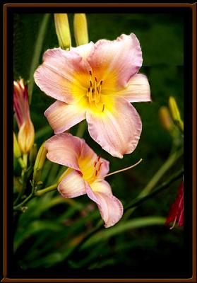 LilyCloseUp