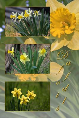 Daffodis 2005