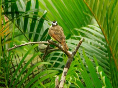 Kiskadee n Palm Tanager RN0397.jpg