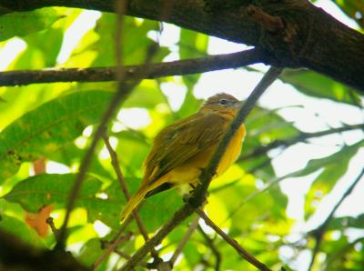 Summer Tanager Female 0709.jpg