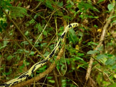 TigerRat Snake 0681.jpg