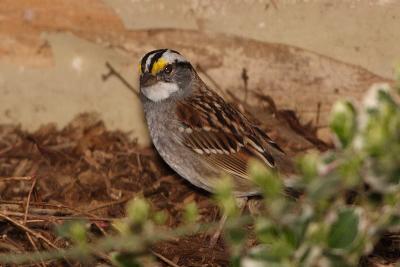 white throated sparrow 004.jpg