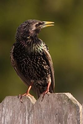 starling 007.jpg