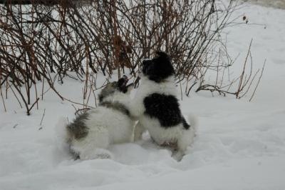 Jan29a_05_039.JPG
