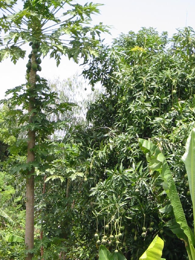 The road to Arba Minch is lined with papaya and mango trees