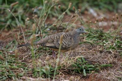 Zebra Dove