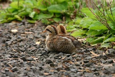 Red Junglefowl chicks