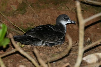 Wedge-tailed Shearwater