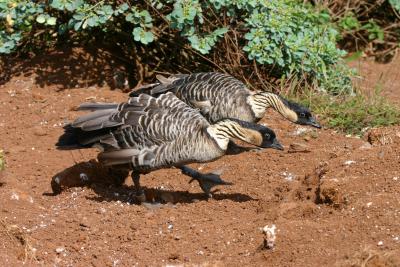 Nene (Hawaiian Goose)