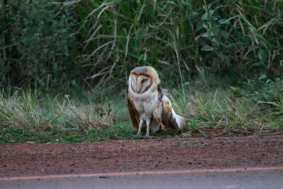 Injured Barn Owl