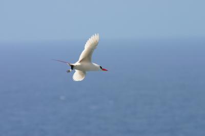 Red-tailed Tropicbird