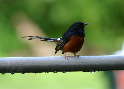 White-rumped Shama