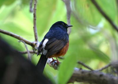 White-rumped Shama