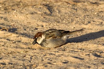 Passera Sarda ( Spanish Sparrow )