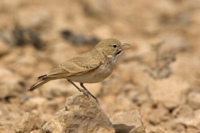 Allodola del deserto minore	(Bar-tailed Lark)	