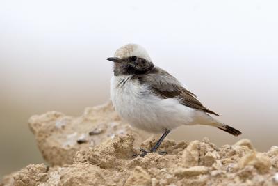 Monachella lamentosa (Oenanthe lugens ssp halophila) - Mourning Wheatear