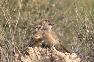 Garrulo Fulvo (Fulvous Babbler)