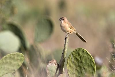 Garrulo Fulvo (Fulvous Babbler)