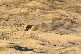 Passera Sarda ( Spanish Sparrow )