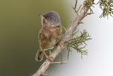 Silvia di Tristram (Sylvia deserticola) - Tristrams Warbler