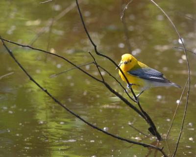 Prothonotary Warbler I